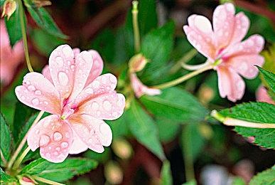 《宝可梦卡牌P》全球玩家集卡数超过400亿张 官方送礼